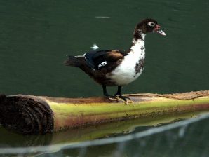 Thoát nghèo thành công nhờ chăn nuôi vịt xiêm