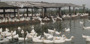 Kỹ thuật chăn nuôi vịt thịt