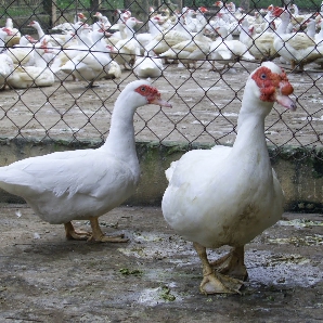 Phân phối ngan pháp siêu nặng ( ngan pháp R71) giống chất lượng toàn quốc